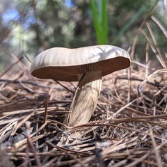 Agaricales
