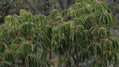 Sciodaphyllum bogotense