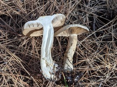 Agaricales