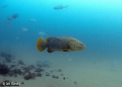 Epinephelus lanceolatus