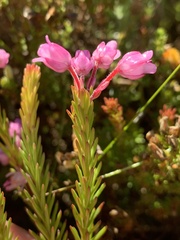 Erica irregularis