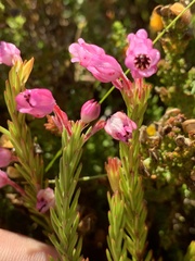 Erica irregularis
