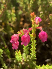 Erica irregularis