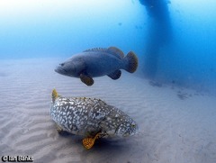 Epinephelus lanceolatus
