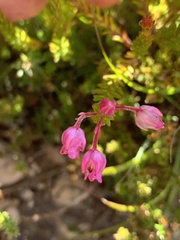Erica irregularis