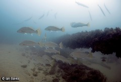 Argyrosomus japonicus