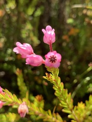Erica irregularis