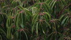 Sciodaphyllum bogotense