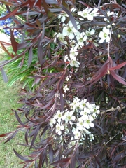 Leptospermum morrisonii