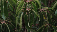 Sciodaphyllum bogotense