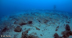 Argyrosomus japonicus