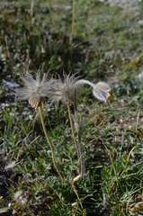 Pulsatilla campanella