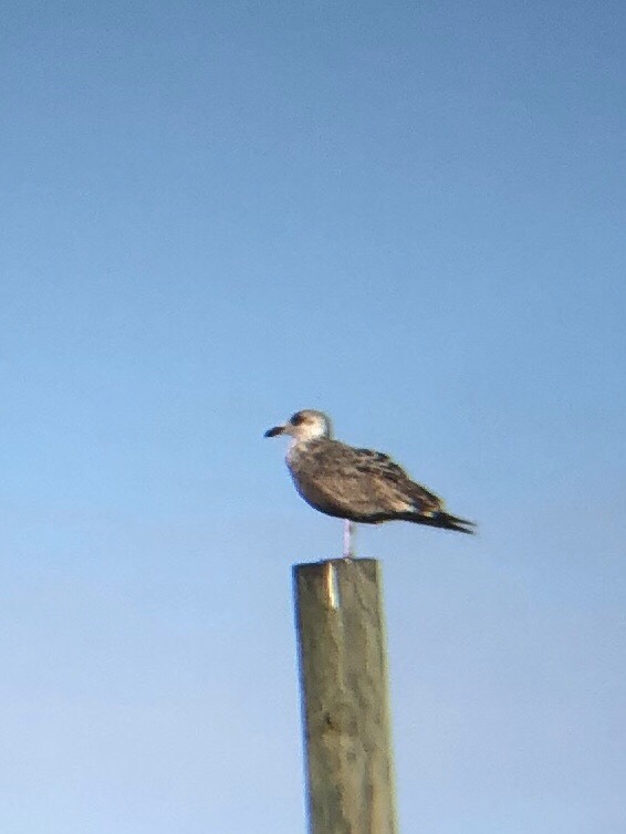 American Herring Gull