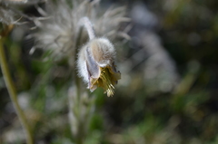 Pulsatilla campanella