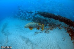 Epinephelus lanceolatus