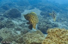 Chromileptes altivelis