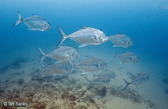 Atropus mentalis