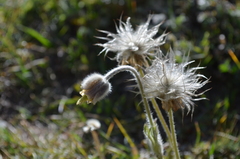 Pulsatilla campanella