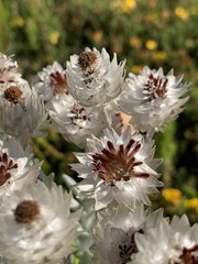 Syncarpha argyropsis