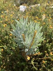 Syncarpha argyropsis