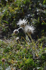 Pulsatilla campanella