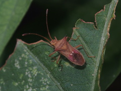 Cletus trigonus