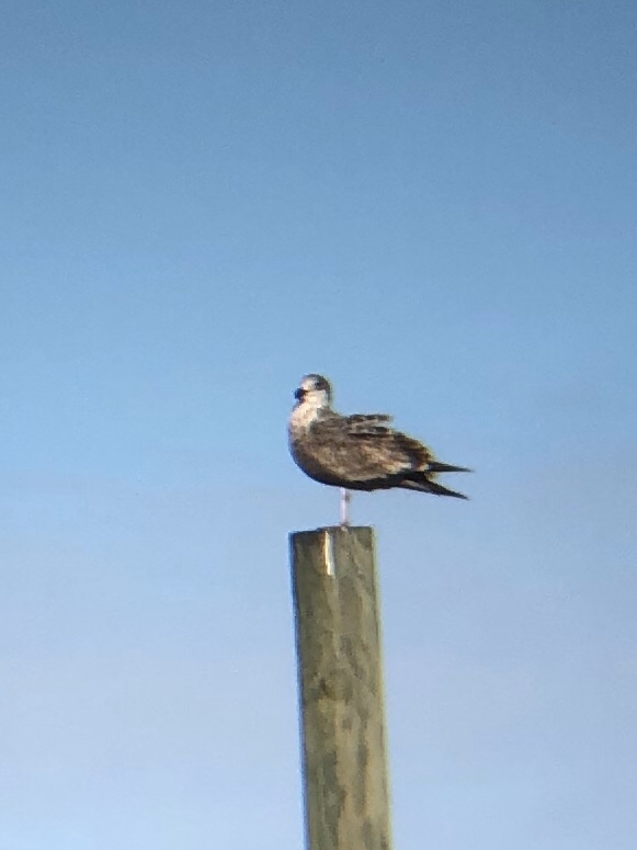 American Herring Gull