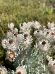 Syncarpha argyropsis