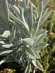 Syncarpha argyropsis