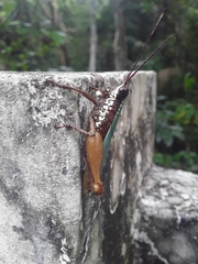 Trybliophorus olivaceus