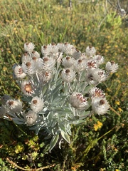 Syncarpha argyropsis