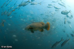 Epinephelus lanceolatus