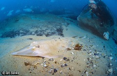 Aptychotrema rostrata