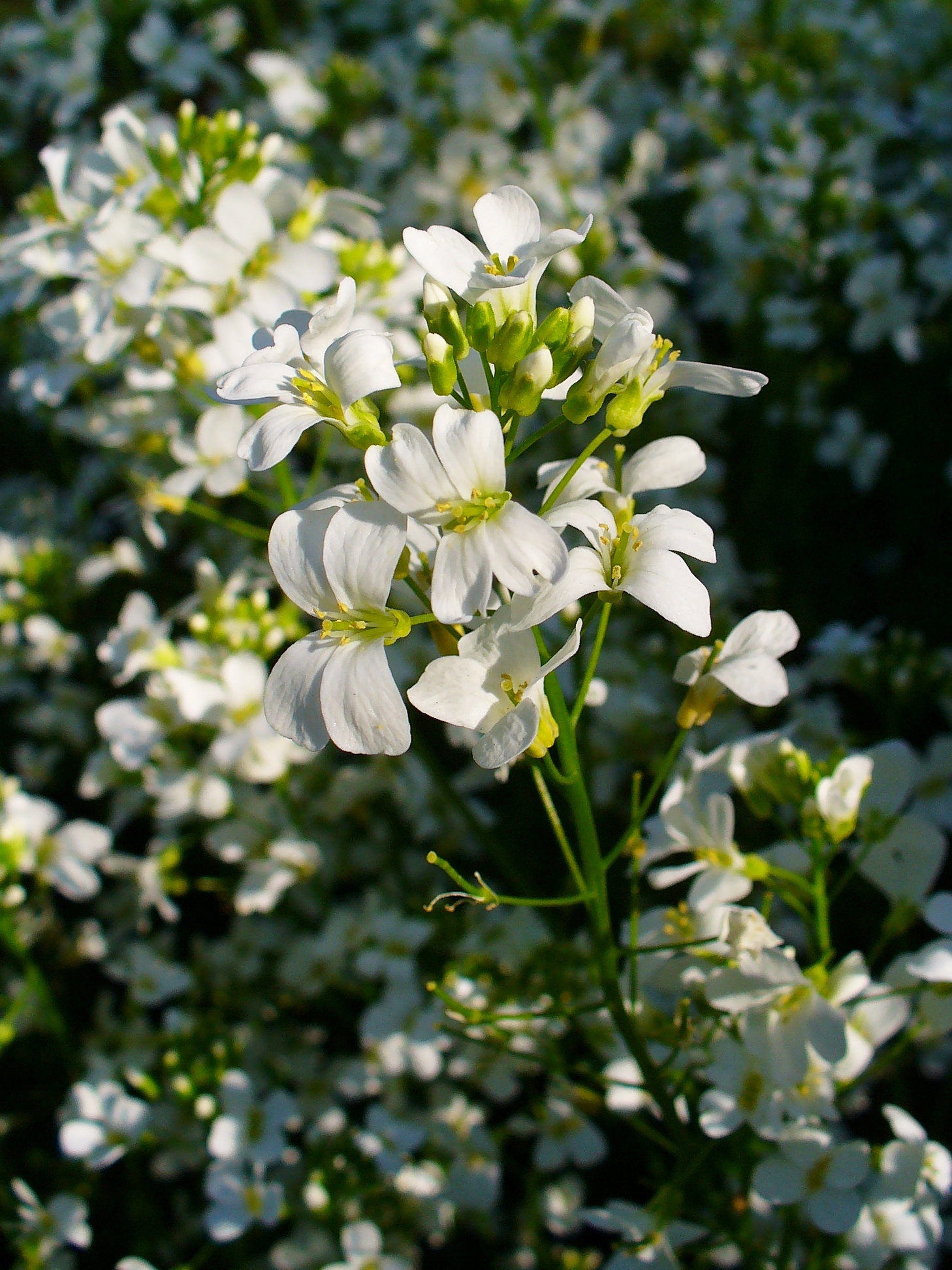 Arabis procurrens