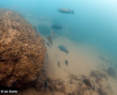 Lutjanus argentimaculatus