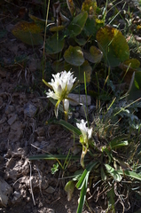 Gentiana olgae