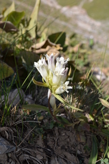 Gentiana olgae