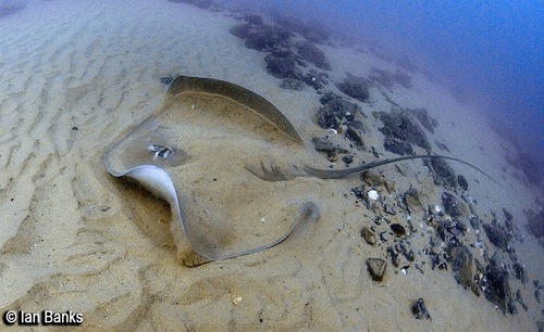 Pink Whipray, photo 6 of 10