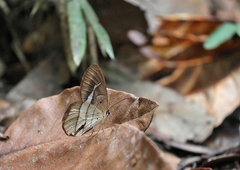 Pierella hortona