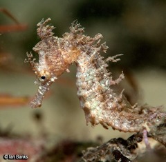 Hippocampus whitei