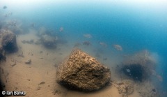 Lutjanus argentimaculatus