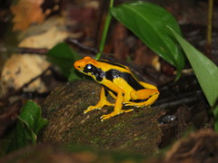 Dendrobates tinctorius