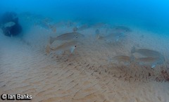 Argyrosomus japonicus