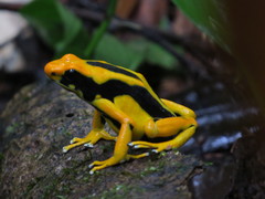 Dendrobates tinctorius