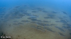 Megalops cyprinoides