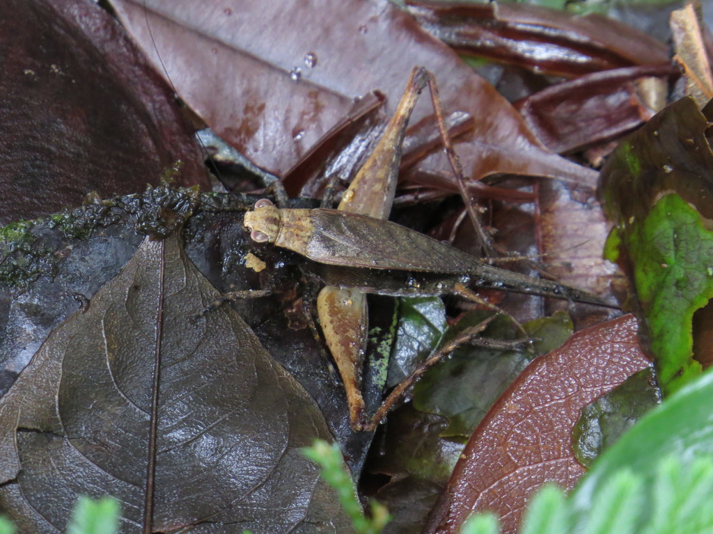 Eneoptera guyanensis