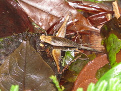 Eneoptera guyanensis