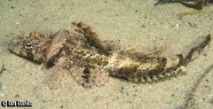 Cymbacephalus nematophthalmus