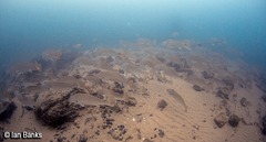 Argyrosomus japonicus