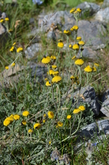 Hippolytia megacephala